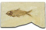 Detailed Fossil Fish (Knightia) - Wyoming #330791-1